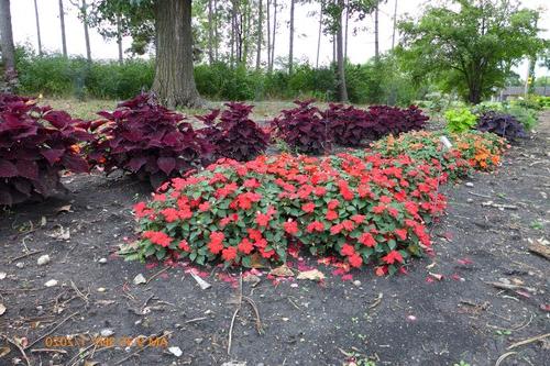 Plants in the Shade Area at the NDSU Horticulture Research & Demonstration Gardens