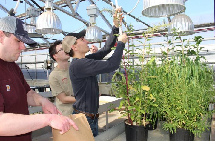 students harvesting a plant in a green house